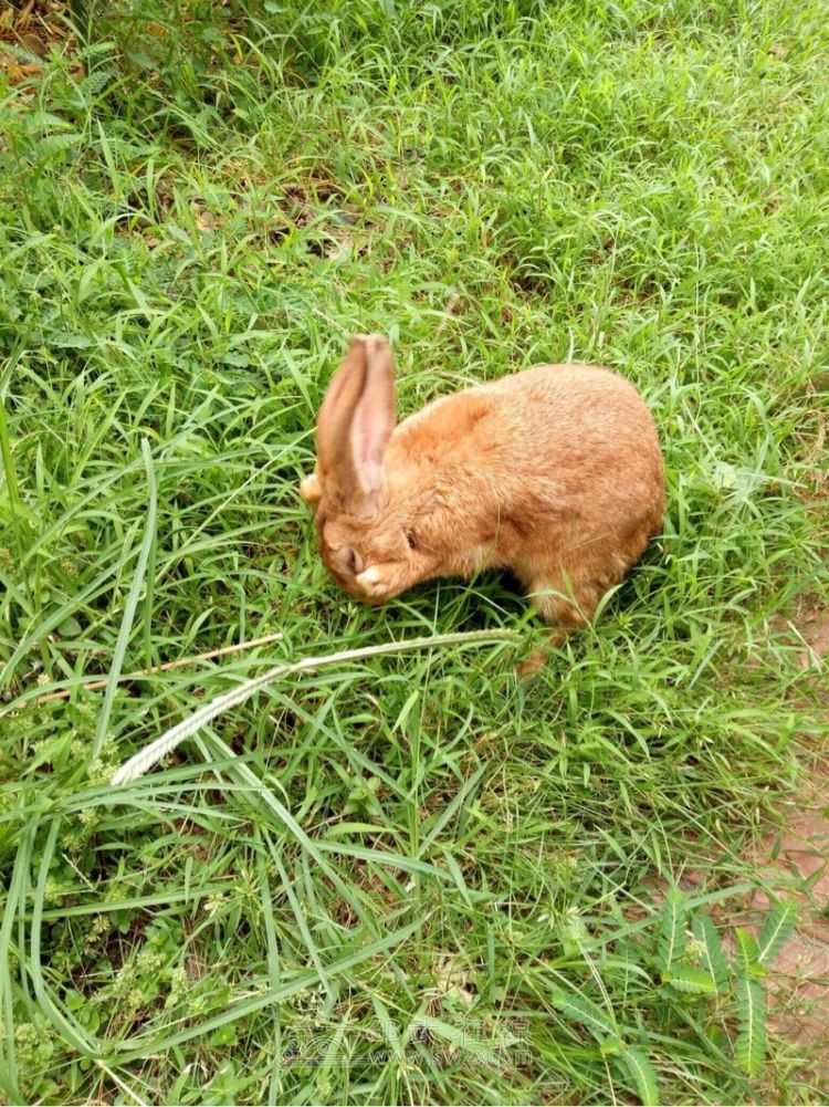 家养兔子有喜欢小动物者或者胃不好的人请看