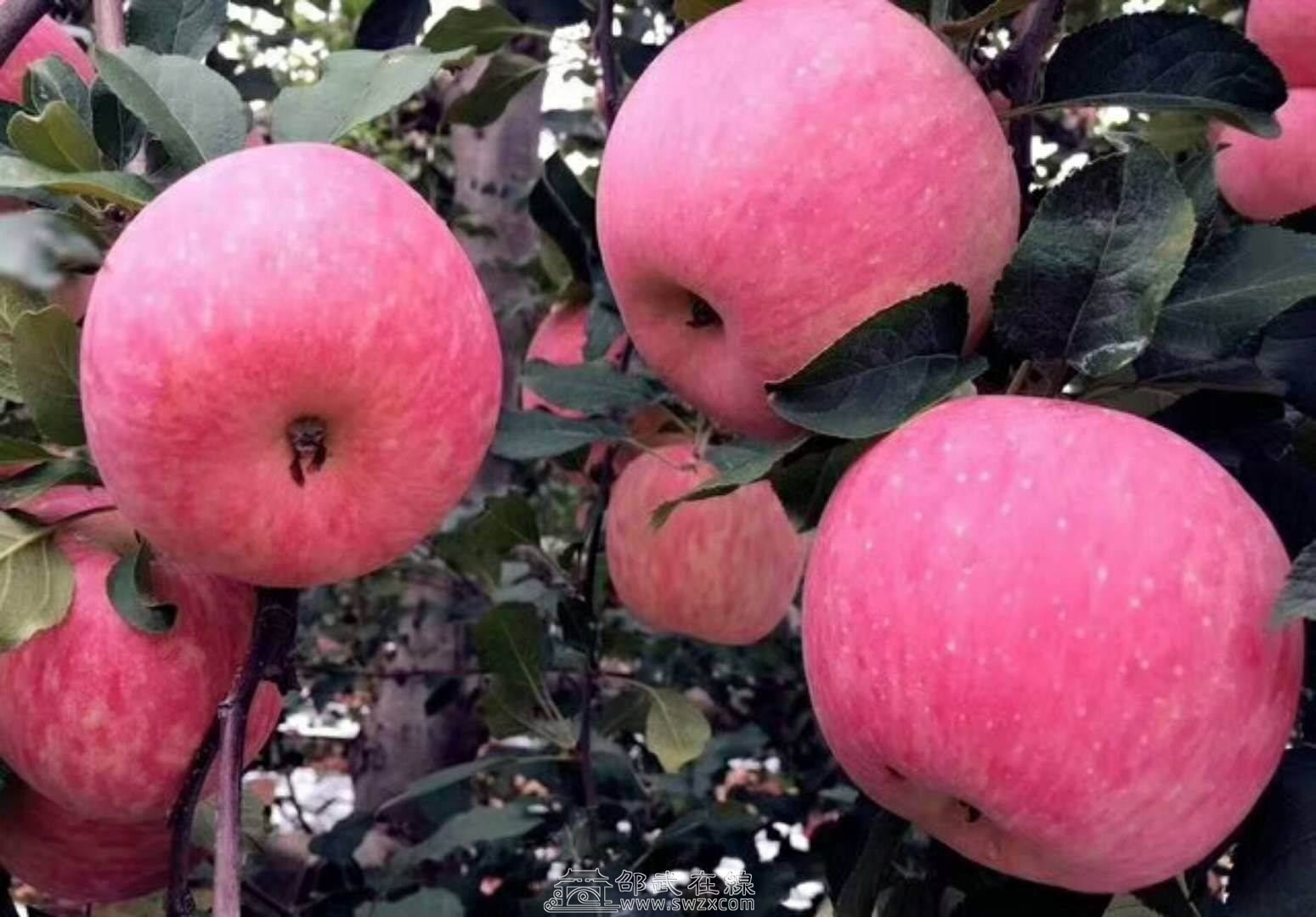 谁要批发水果找我