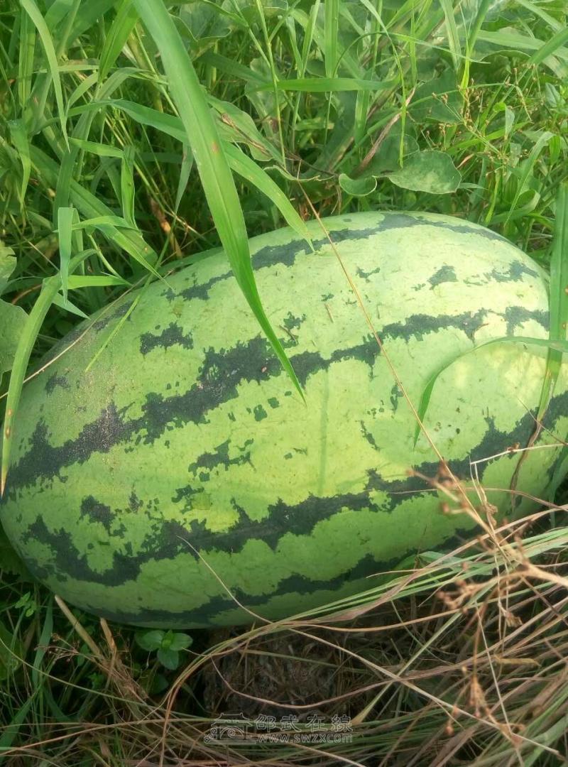 和平农村自己家种植的西瓜大量批发