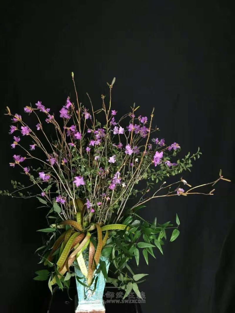 干枝条养水切花