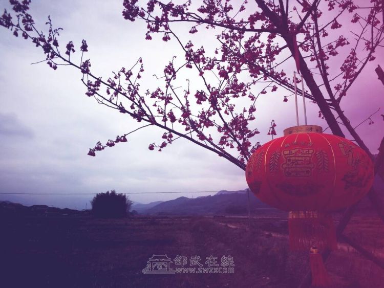 邵武大竹洋坑樱花园图片