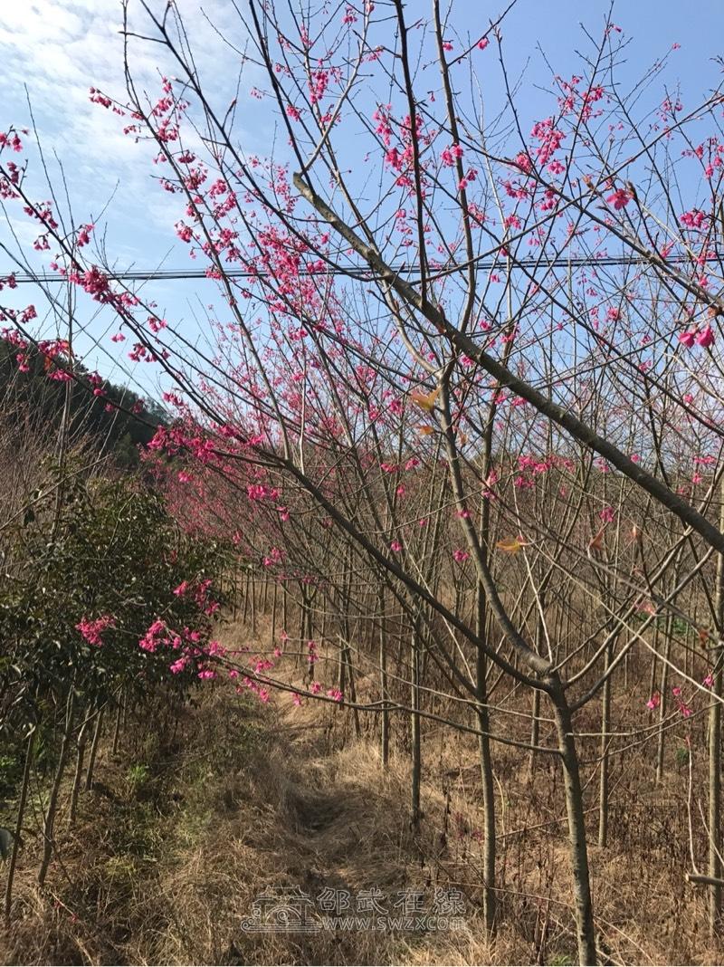 出售福建山樱花