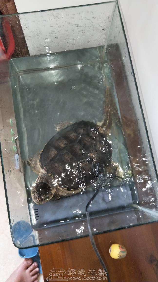 鳄龟出售带缸送泵