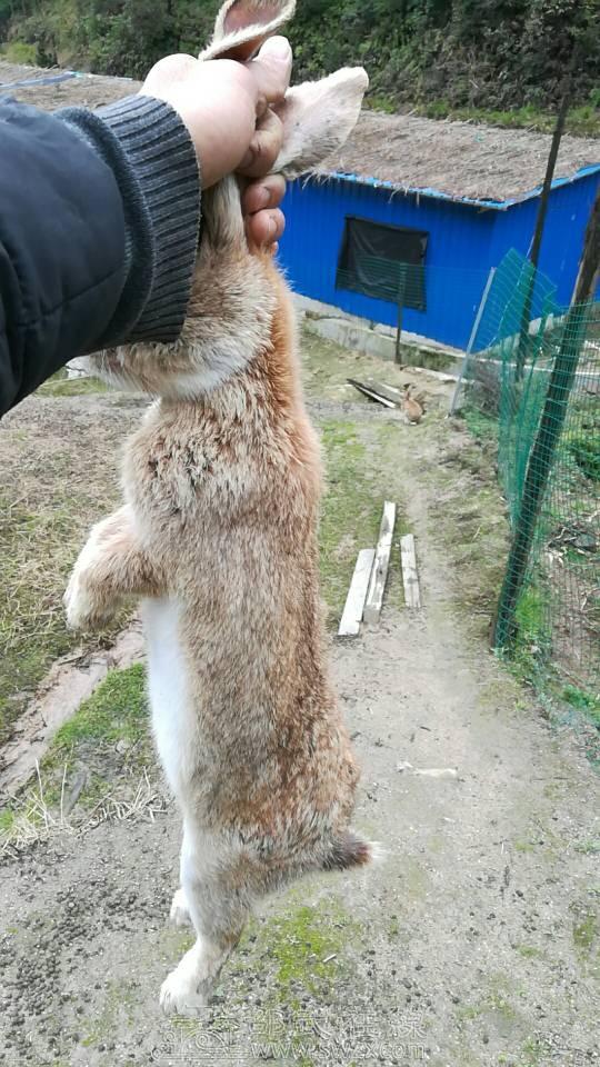 隔应微农野兔放养基地长年供应放养野兔