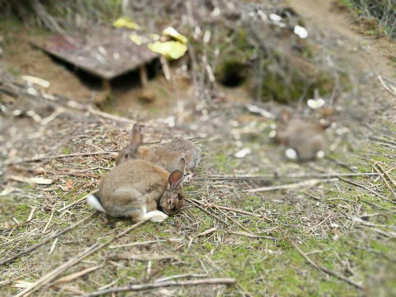 野兔肉的营养价值