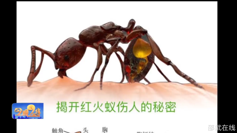 红火蚁已入侵南平危害极大交配后就会扩散319公里