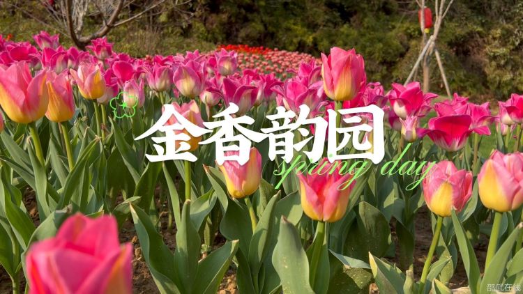 金香韵-封面.jpg