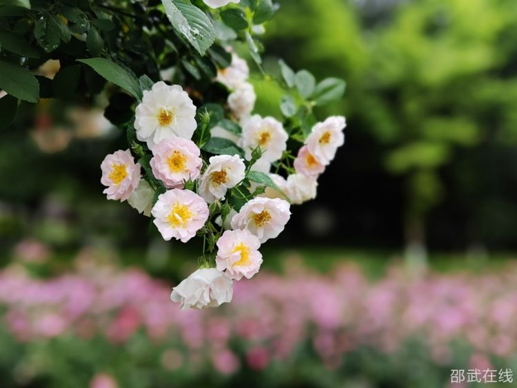 IMG_20250423_061150_副本.jpg