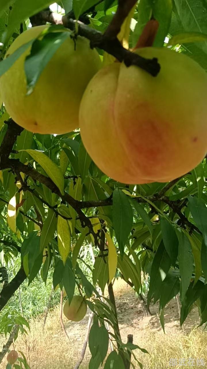 ΢��ͼƬ_20260624154525.jpg